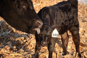 Here's how attaining zero calf sickness is absolutely possible