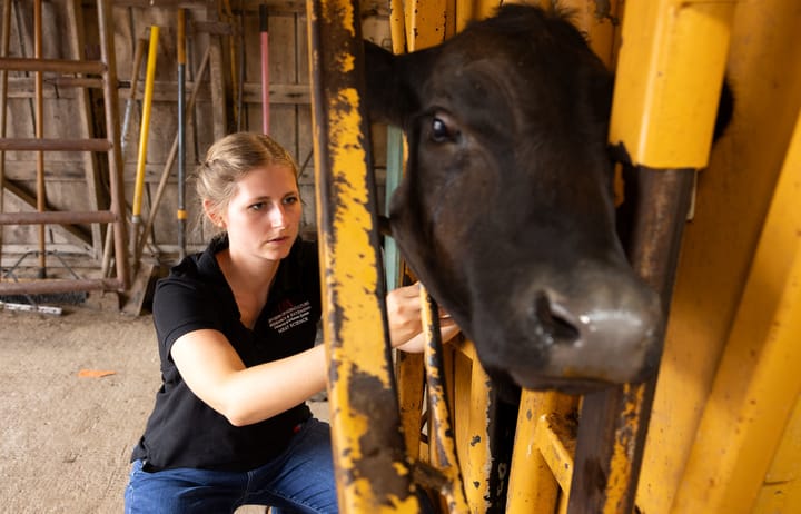 Feed supplement may help fall calves cope with heat stress