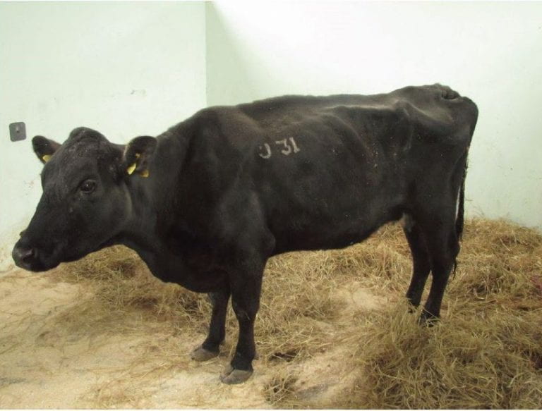 Johne’s Disease: Causes, Symptoms, and Prevention in Cattle