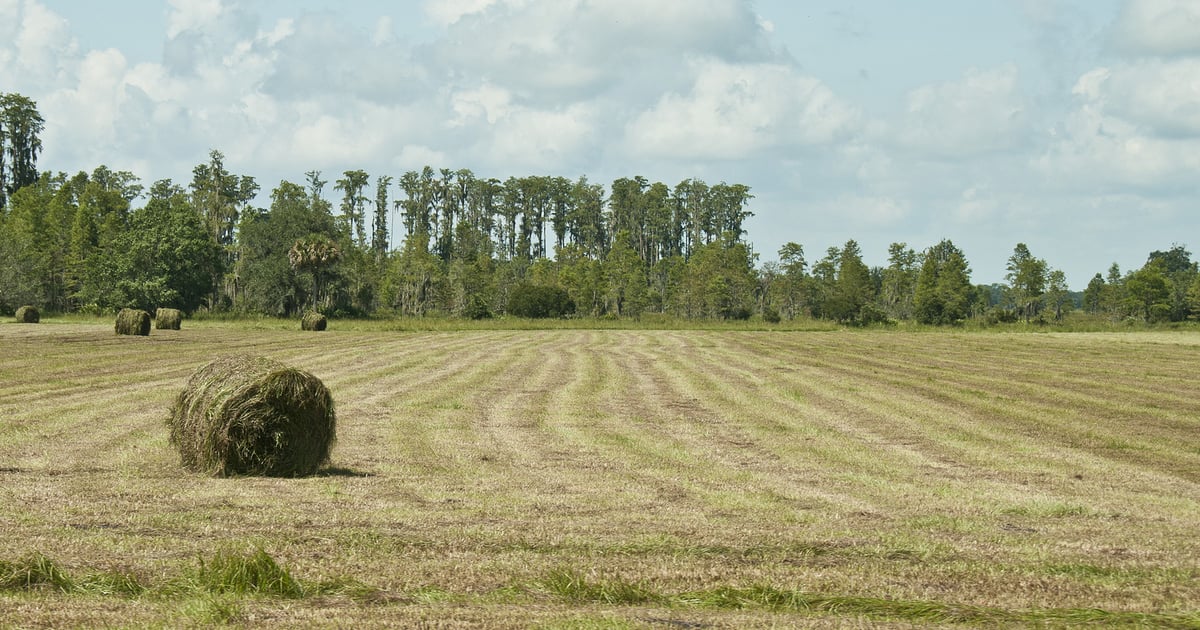 Hay Talk Part 3: Troubleshooting rain-damaged hay & inadequate fermentation