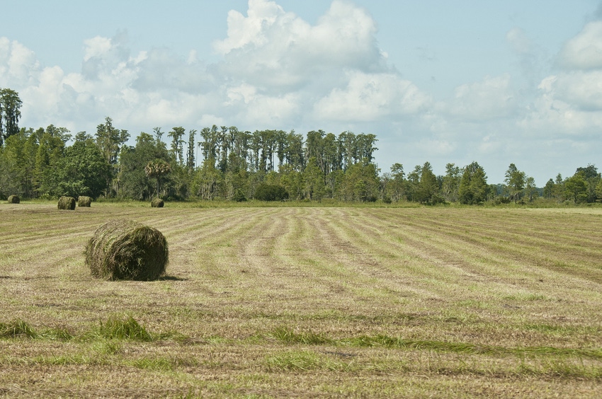 Hay Talk Part 3: Troubleshooting rain-damaged hay & inadequate fermentation