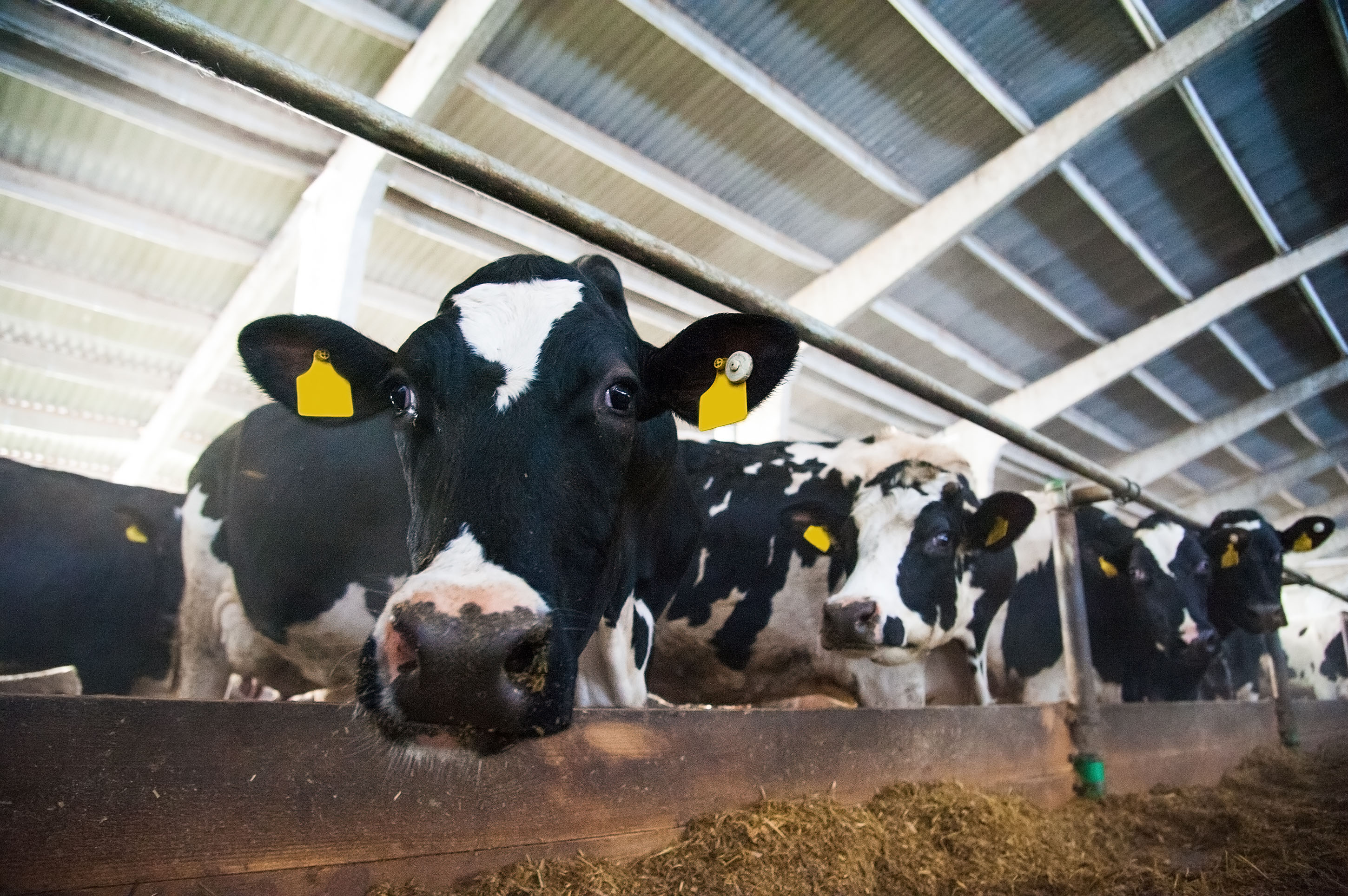 Mystery dairy cow disease confirmed as highly pathogenic avian influenza - Vimarsana News