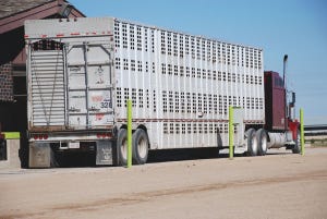 Cattle Traceability