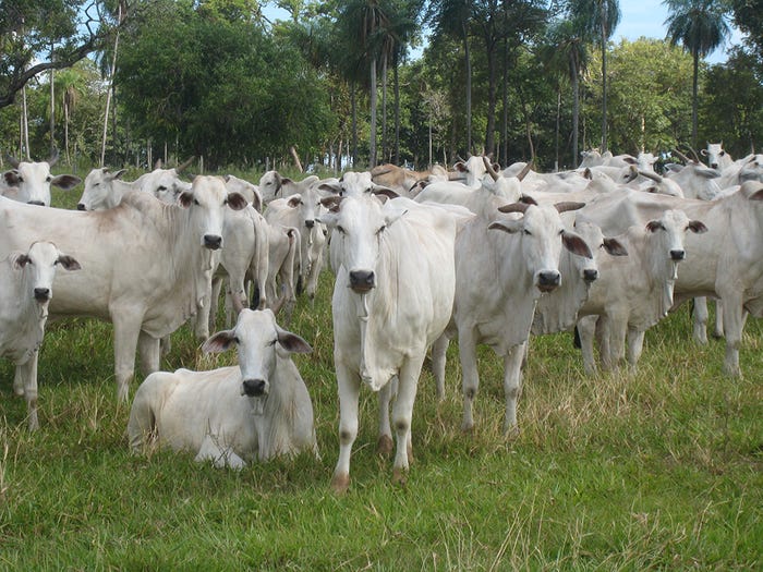 Nelore_cattle_on_Brachiaria_grasses_of_Brazil_pasturelands_sm_Clint_Peck_photo.jpg