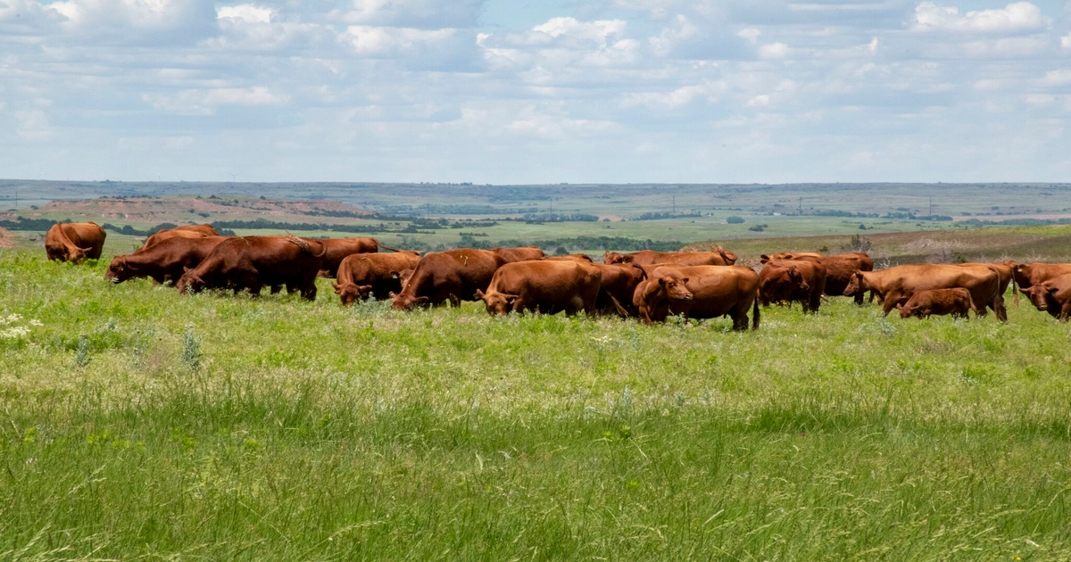 ESAP winners: 7 ranching leaders in sustainability & stewardship | Beef ...