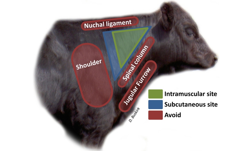 BQA-Injection-Site-Diagram -Buskirk-UMI.jpg BQA-Injection-Site-Diagram -Buskirk-UMI.jpg