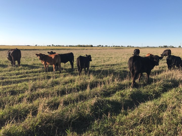 What are shared values of successful ranchers?