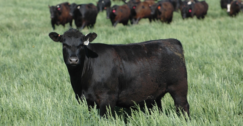 Grazing green pasture