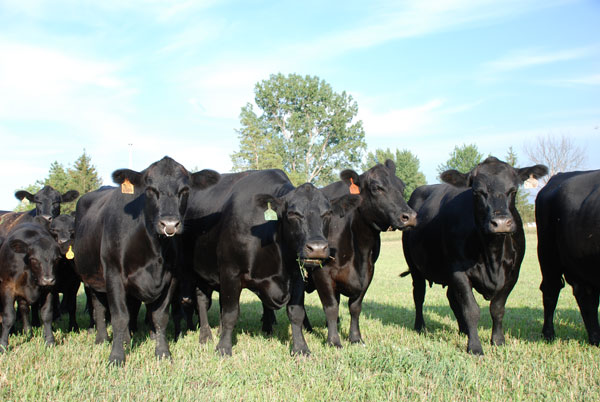 Selecting replacement heifers