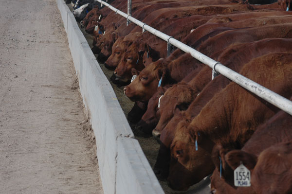 U.S. Beef's Non-Hormone-Treated Market Position In Europe In Jeopardy
