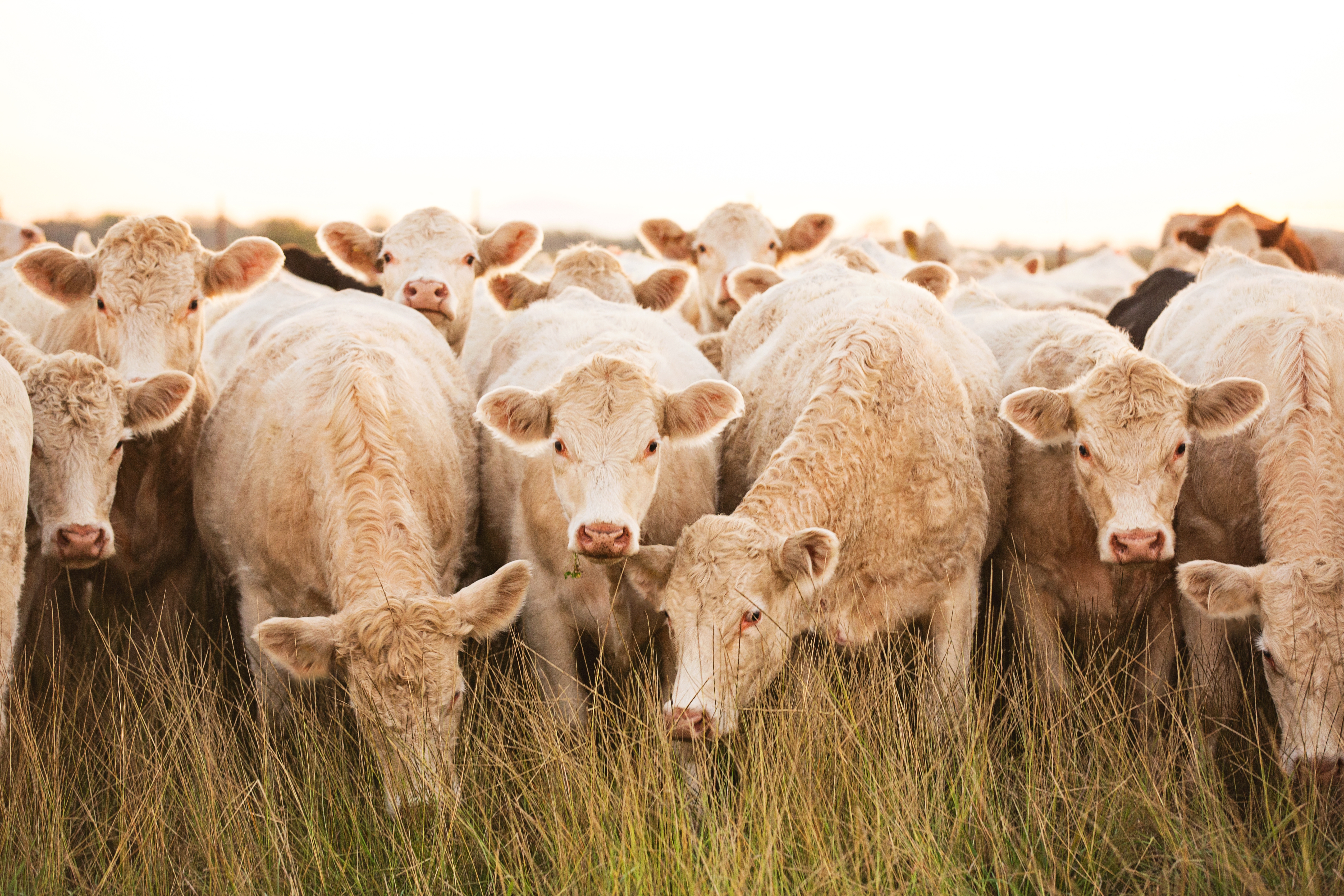 Mother Jersey Cow Nursing Her Baby Calf High-Res Stock Photo - Getty Images