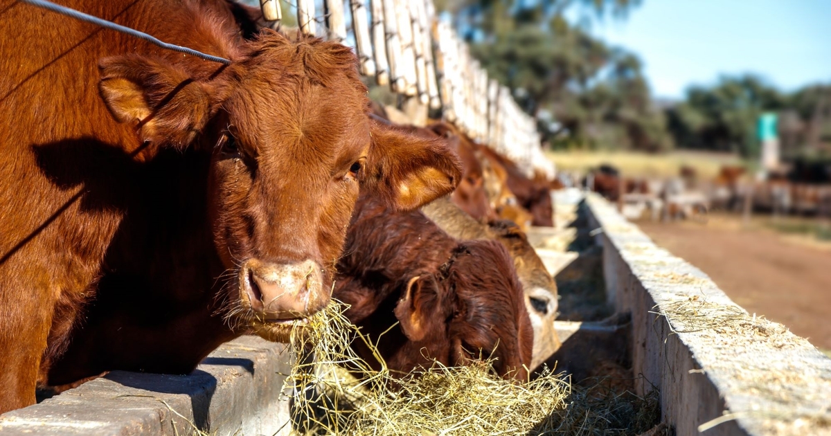 Fed beef production steady; Non-fed beef production down in 2024