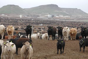 January Cattle Market Forces A Rewrite Of The Record Books