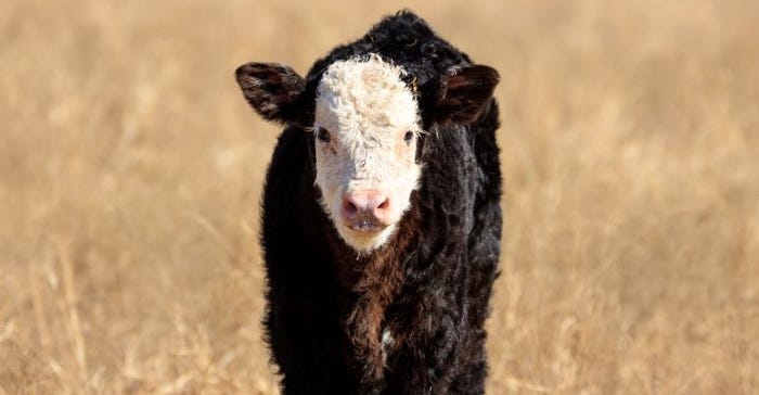 A black white-face baby calf on dormant pasture looking forward.