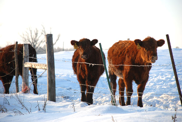 Beware of winter risks when grazing stockpiled forages