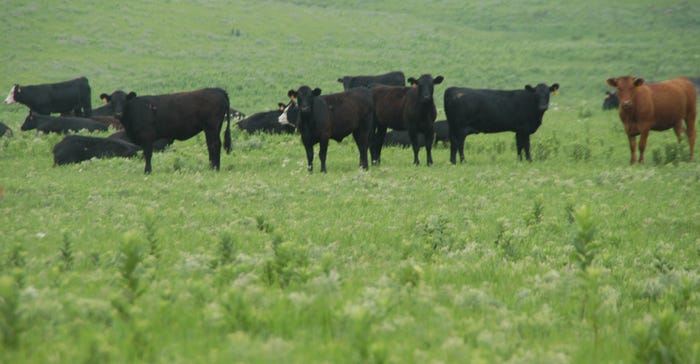 Beef cattle in pasture