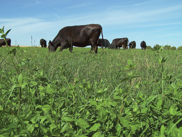 High-Sugar Grass Increases Pasture Grazing Gains