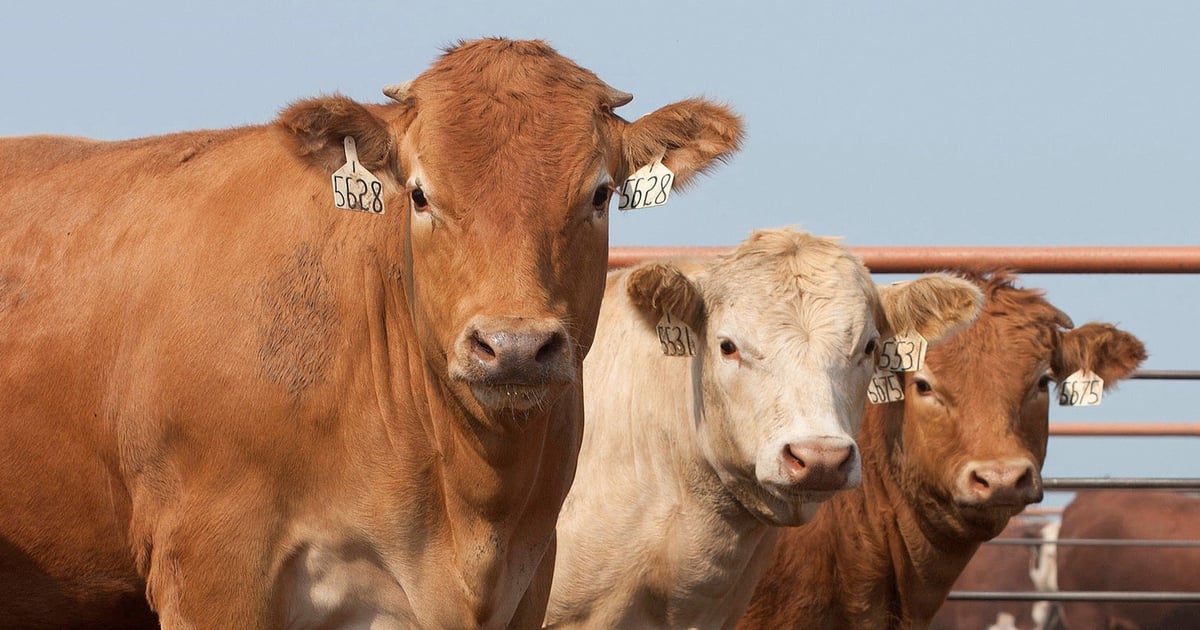 Cattle markets show mixed post-holiday signals