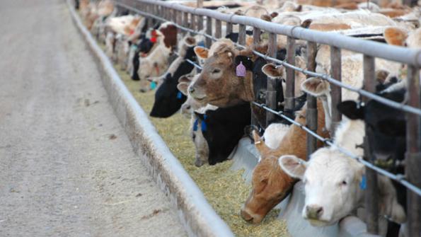 Cattle Feeding Losses, Uncertainty Pound Cattle Prices