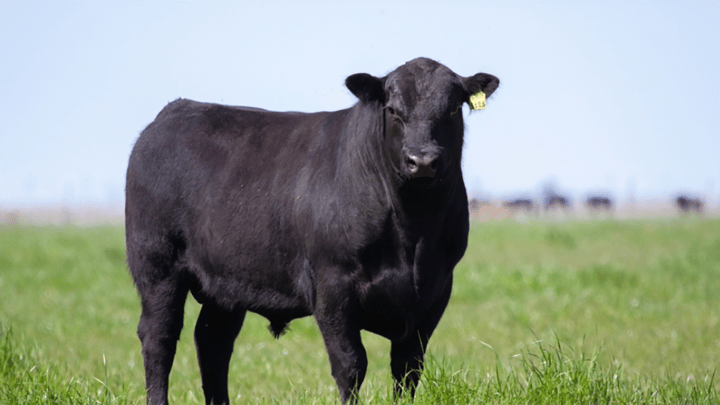 Auburn to unveil Beef Cattle Evaluation Center updates in 2027