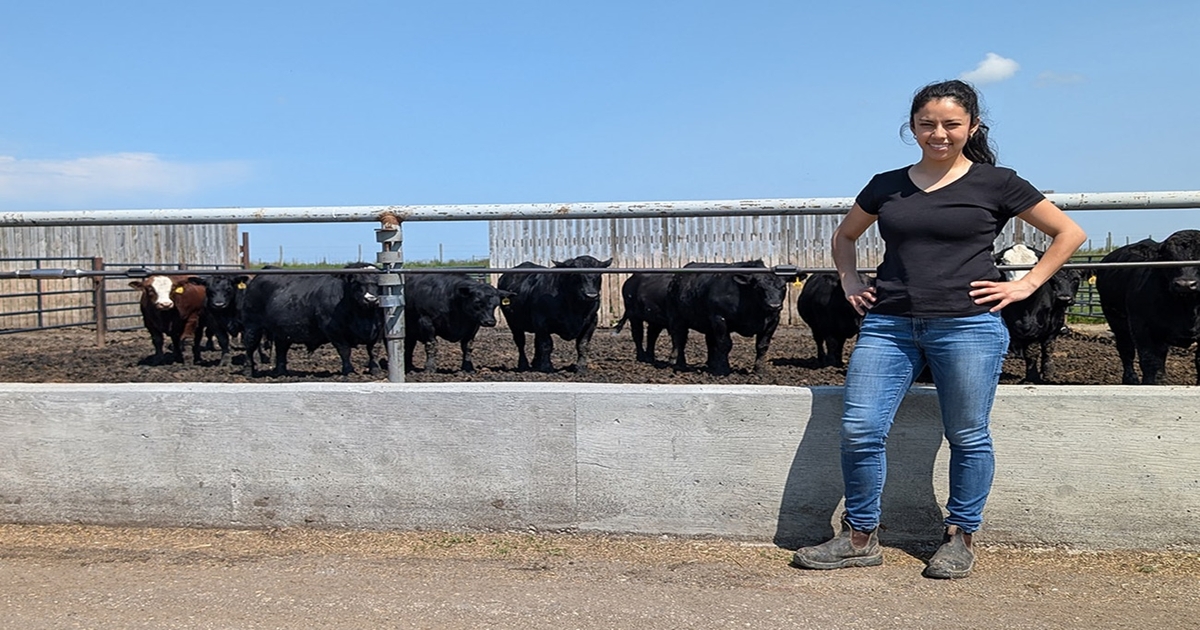 Researchers exploring affordable, drought-proof cattle diet