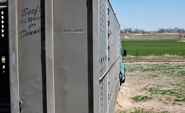 Cattle prices hover around steady