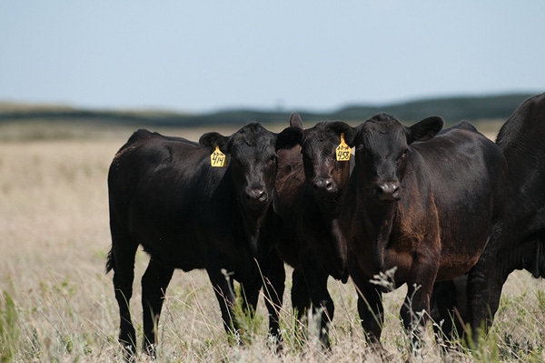 Beef Veterinarians Must Partner With Clients To Ensure Operation Success