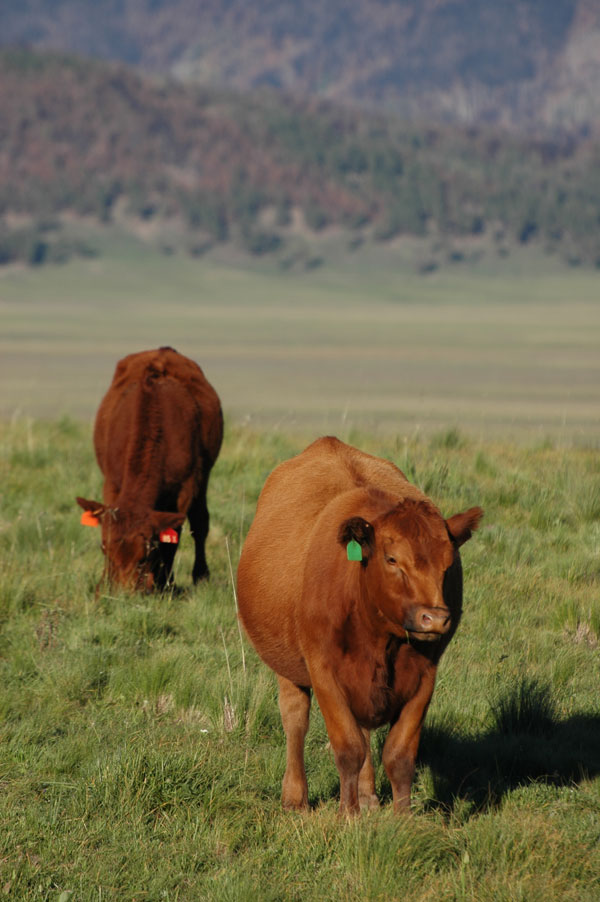 California Research Shows Cattle, Wildlife Can Coexist
