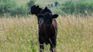 cattle in pasture