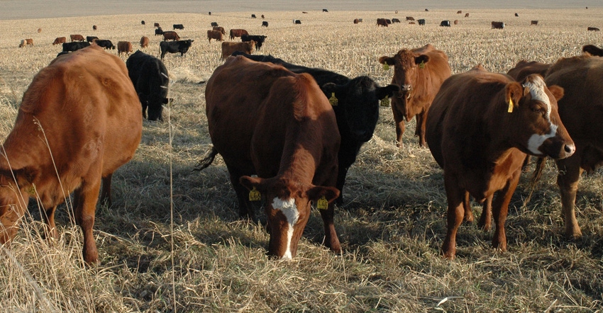 closeup of cattle grazing in field