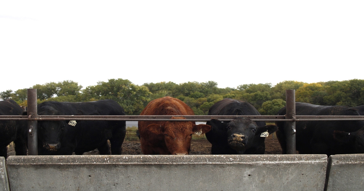 Dealing with wet, muddy winter conditions in feedyards