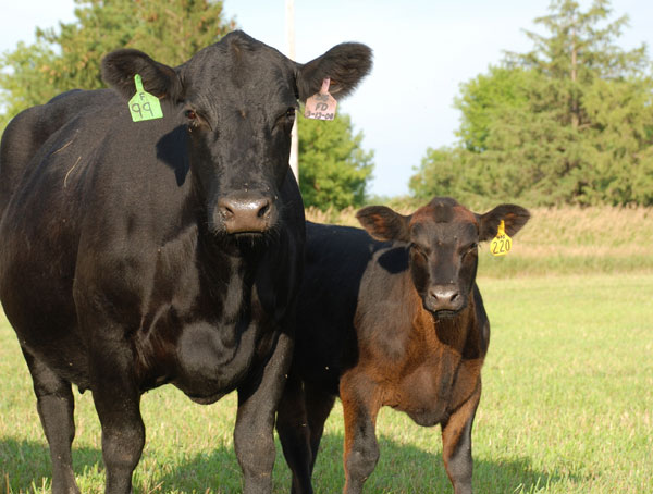 USDA 10-year projection sees 10% more beef cows