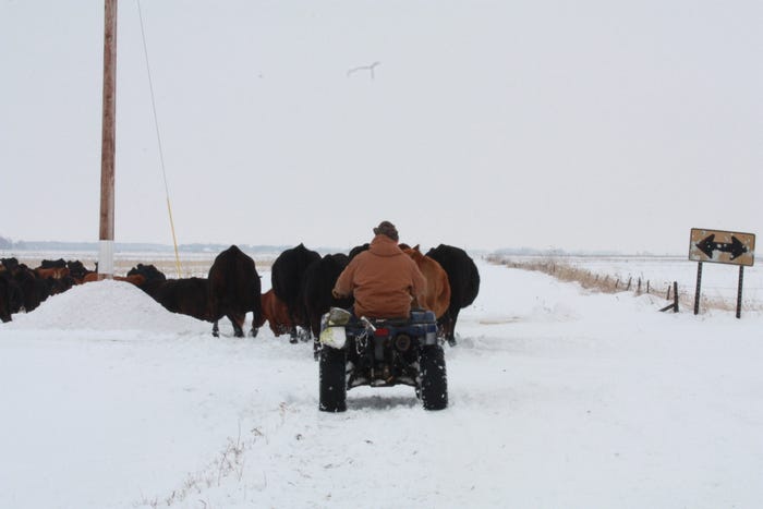 Moving Cattle Home For The Winter
