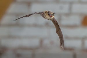 Bats act as pest control