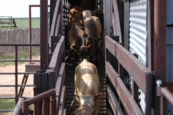 Weaned cattle