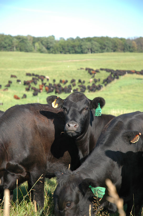 What’s next in the beef price cycle? Part 3