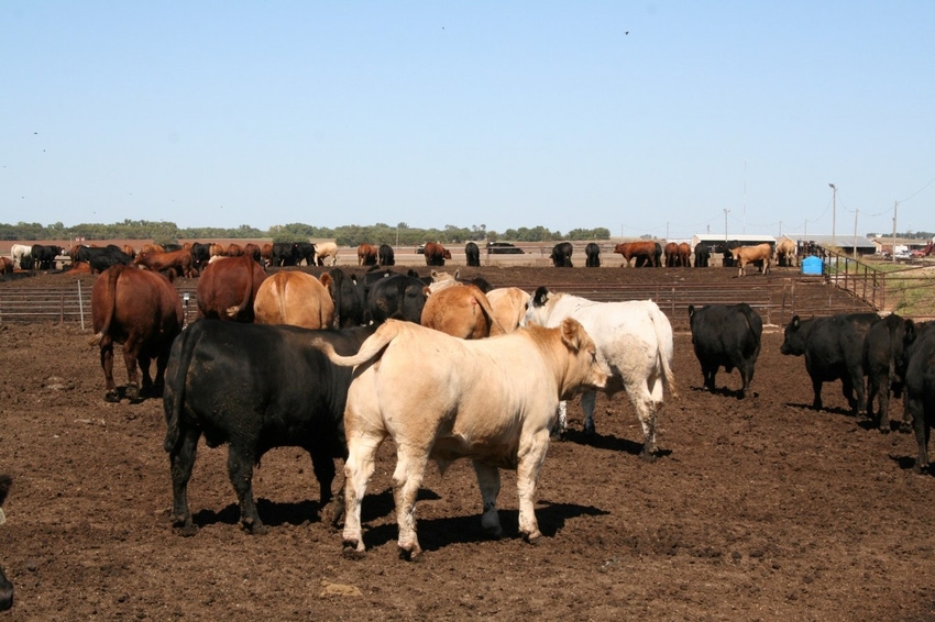 feedlot cattle NDSU.jpeg