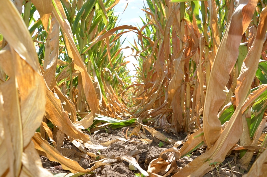 Drought-Stressed Corn As Livestock Feed: Frequently Asked Questions