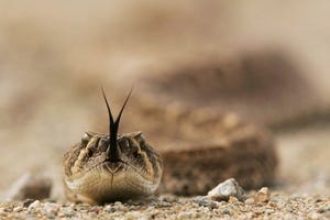 rattlesnake bite