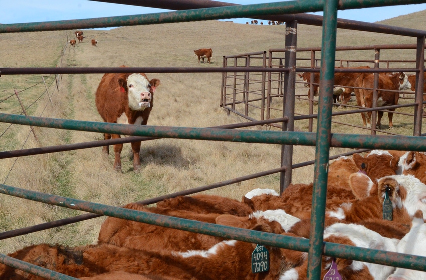 Costs to raise preg-checked replacement heifers