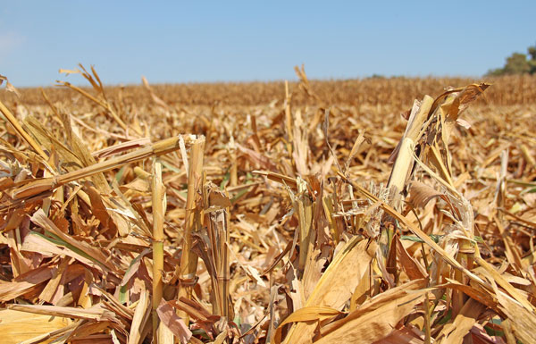 The case for early fall vet-work in "corn states"
