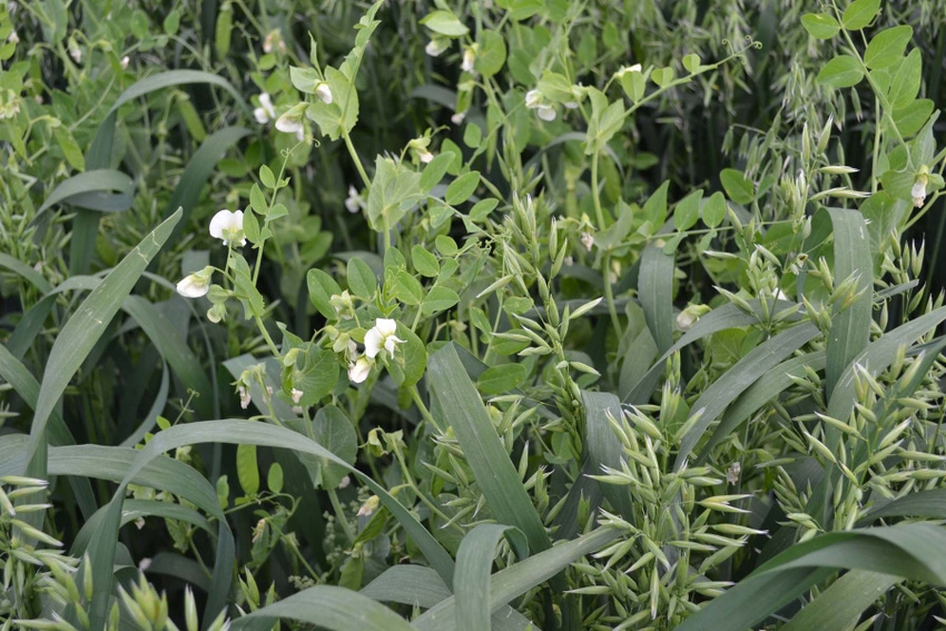 Cocktail Blends Provide Fall Grazing, Soil Health Cocktail Blends Provide Fall Grazing, Soil Health