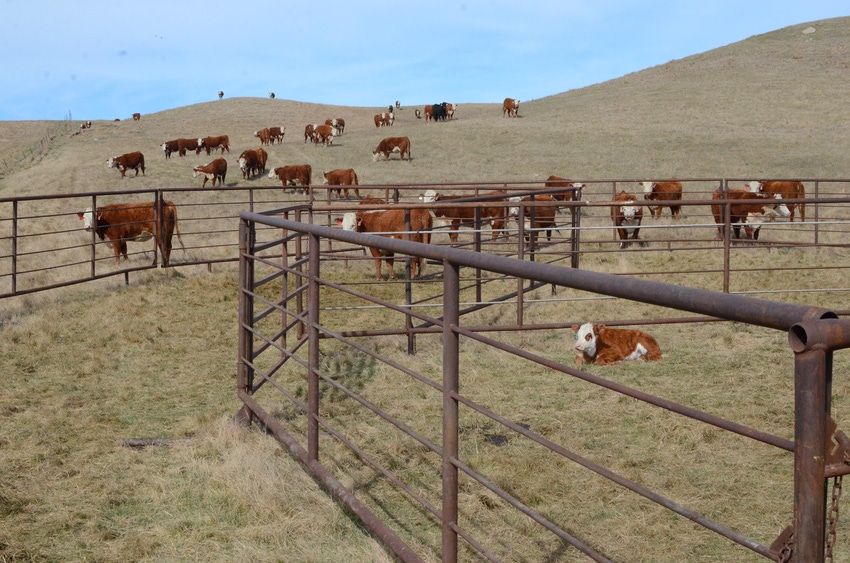 Exclusive BEEF Survey shows producer optimism turns around