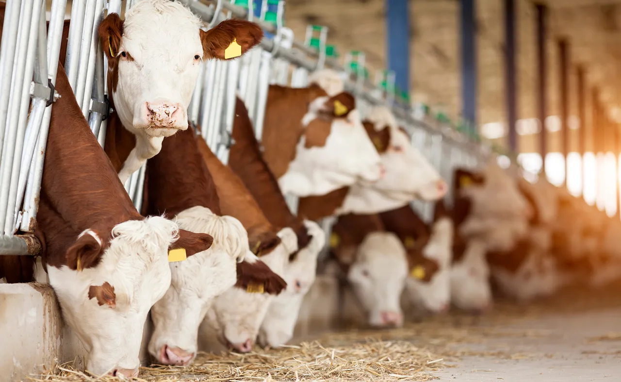 Political, regulatory noise could lead to potential risks for beef industry