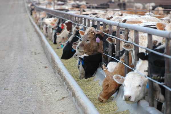 Trend continues toward heavier feedlot placement weights