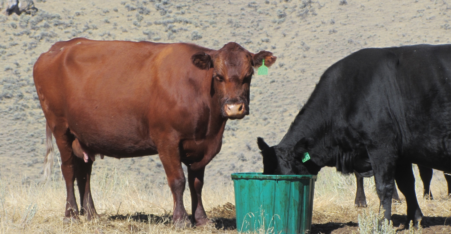 Do straw and chaff make good forages for cattle?