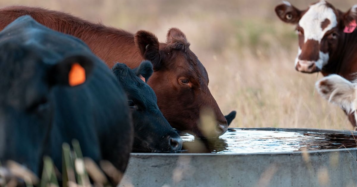Defining cow efficiency