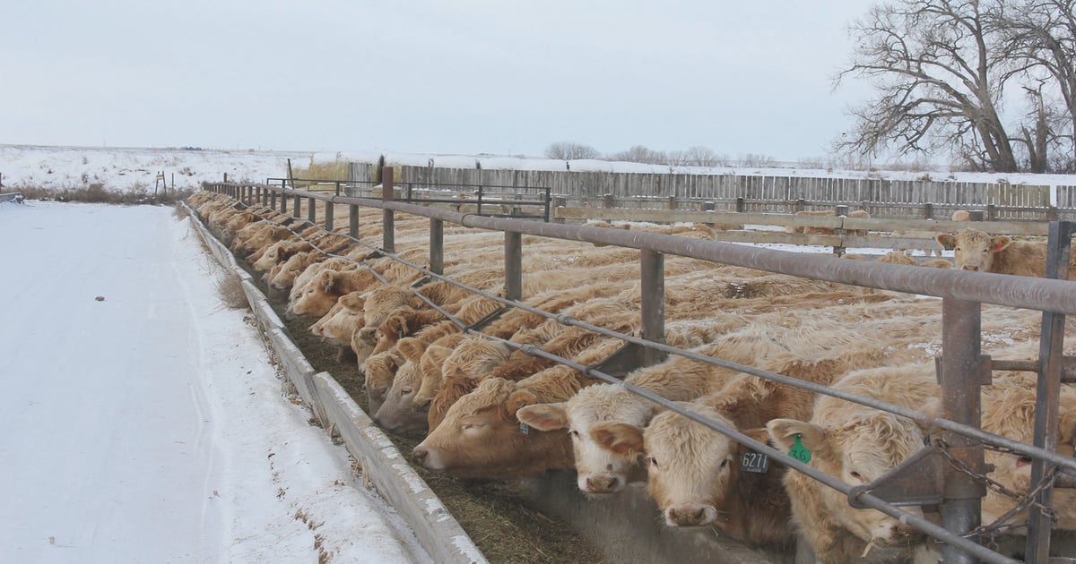 Buckskin beef spurs genetic improvement in Turkey