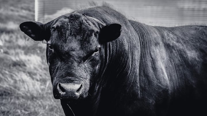 Manager of bovine A.I. firm pleads guilty to bid rigging