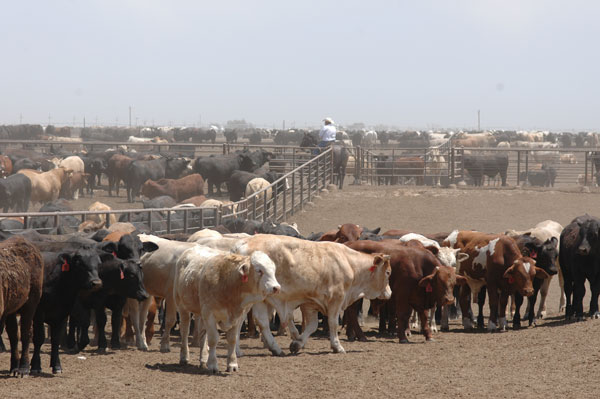 U.S. Feedlots Bought Fewer Cattle in December Compared With 2011